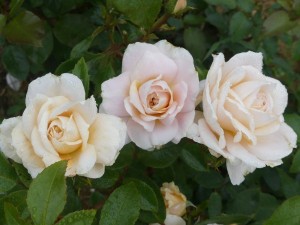 CHAMPAGNE MOMENT (floribunda)